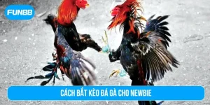 cách bắt kèo đá gà