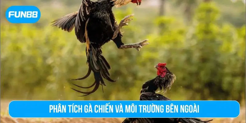 Cách bắt kèo đá gà bằng cách phân tích