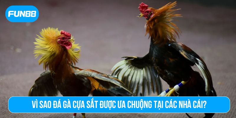 Đá gà cựa sắt thu hút đông đảo người chơi