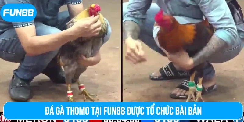 Đá gà Thomo tại Fun88 được tổ chức bài bản