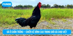 Gà ô chân trắng