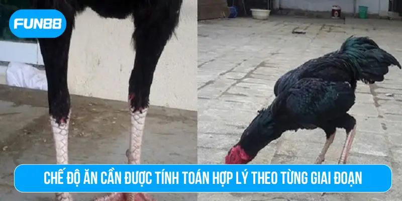 Chế độ ăn cần được tính toán hợp lý theo từng giai đoạn