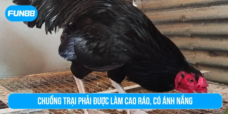 Chuồng trại phải được làm cao ráo, có ánh nắng