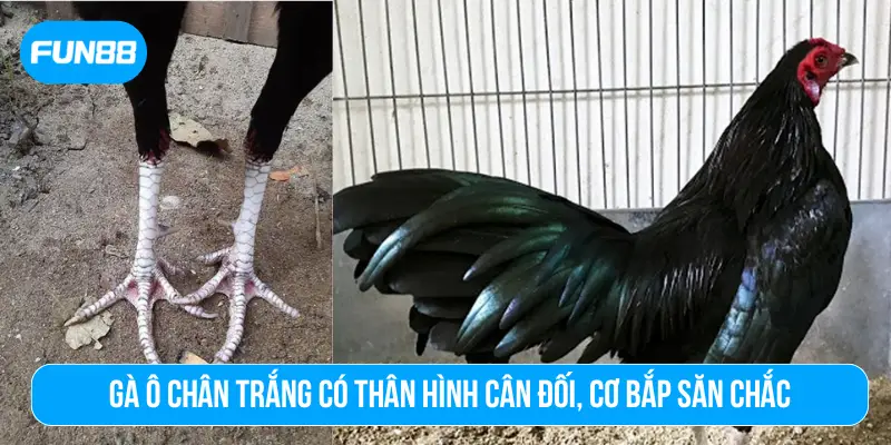 Gà ô chân trắng có thân hình cân đối, cơ bắp săn chắc