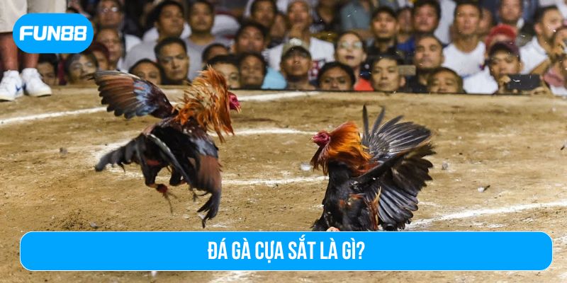 Giải mã đá gà cựa sắt là gì và sức hút trong cộng đồng người chơi trực tuyến