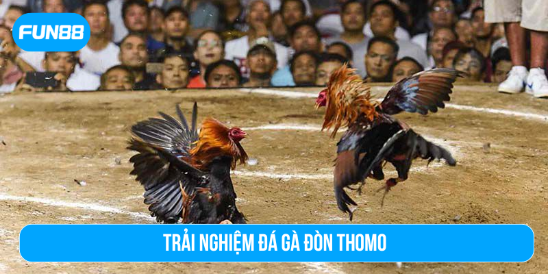 Trải nghiệm đá gà đòn Thomo