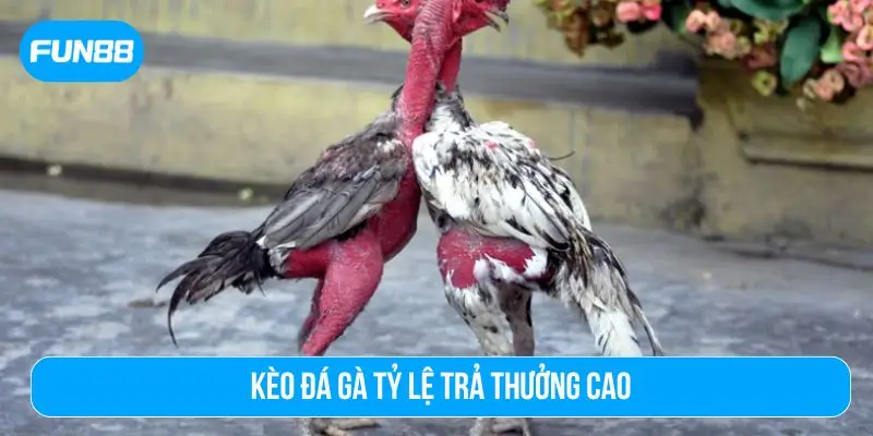 Trò chơi đá gà thu hút nhiều bet thủ
